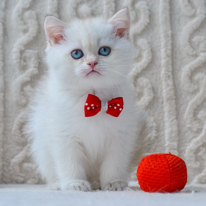 Розкішний британський красень