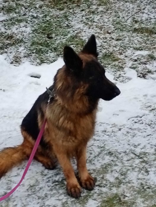 Owczarek Niemiecki SUKA