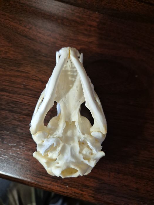 Czaszka szop pracz racoon skull  nie borsuk lis kuna czacha terrarium