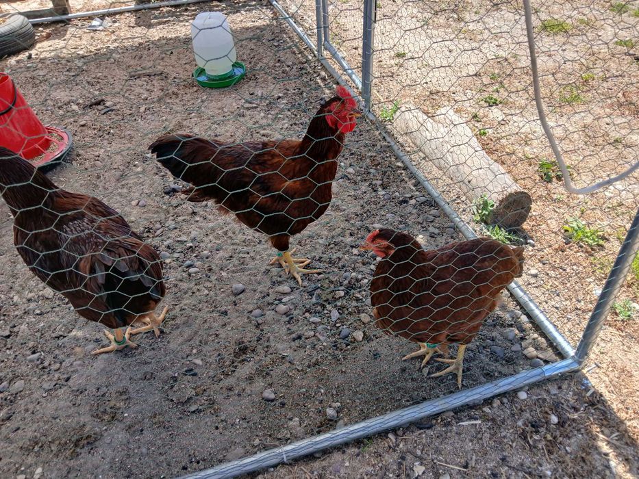 rhode island red jovens anilhados