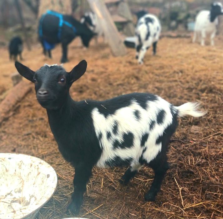 Камерунські кози. Голландській гном. Міні кози 4 місяці