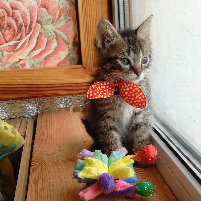 Маленька кошечка  Мишель