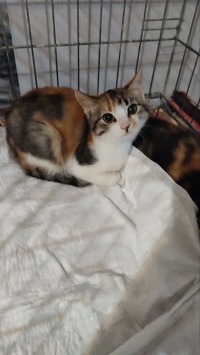 котята ищут дом котенок в поисках семьи
