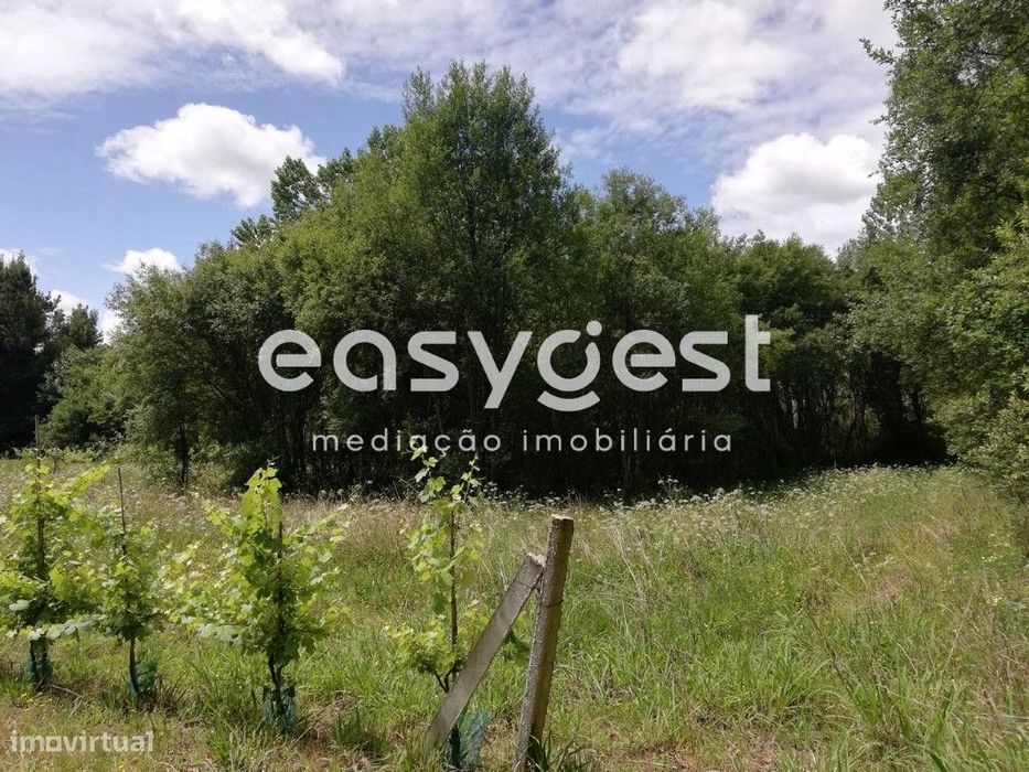 Terreno com vinha e zona florestal - Granja