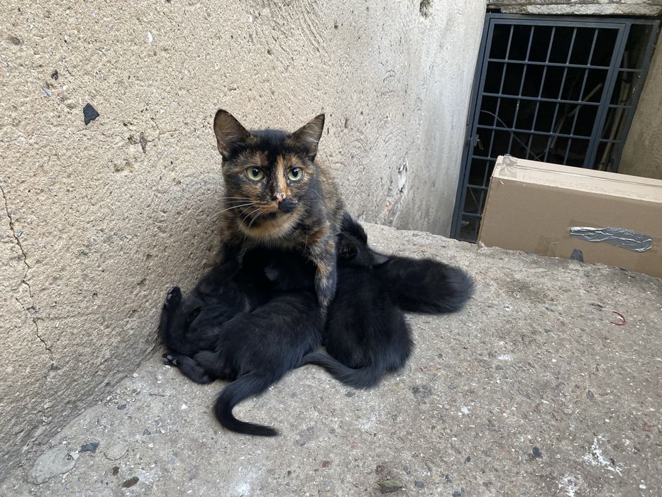 5 котят и мама кошка, ищут дом