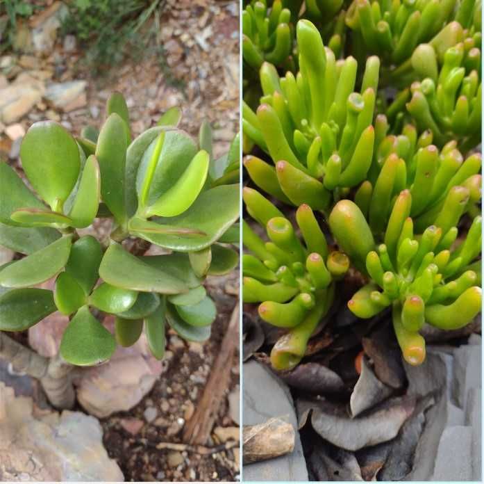 Diversas Espécies de Suculentas - Podas - Faço envios