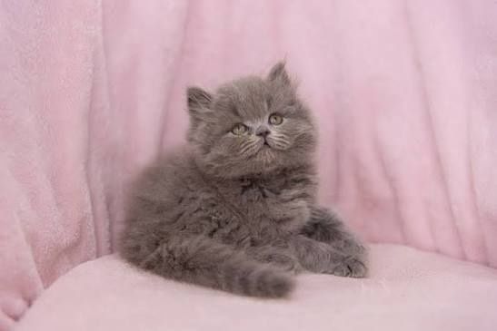 Котик шотландський хайленд страйт