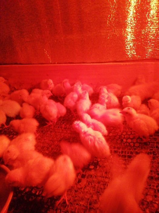 Суточные перепелята породы Техасский белый бройлерный