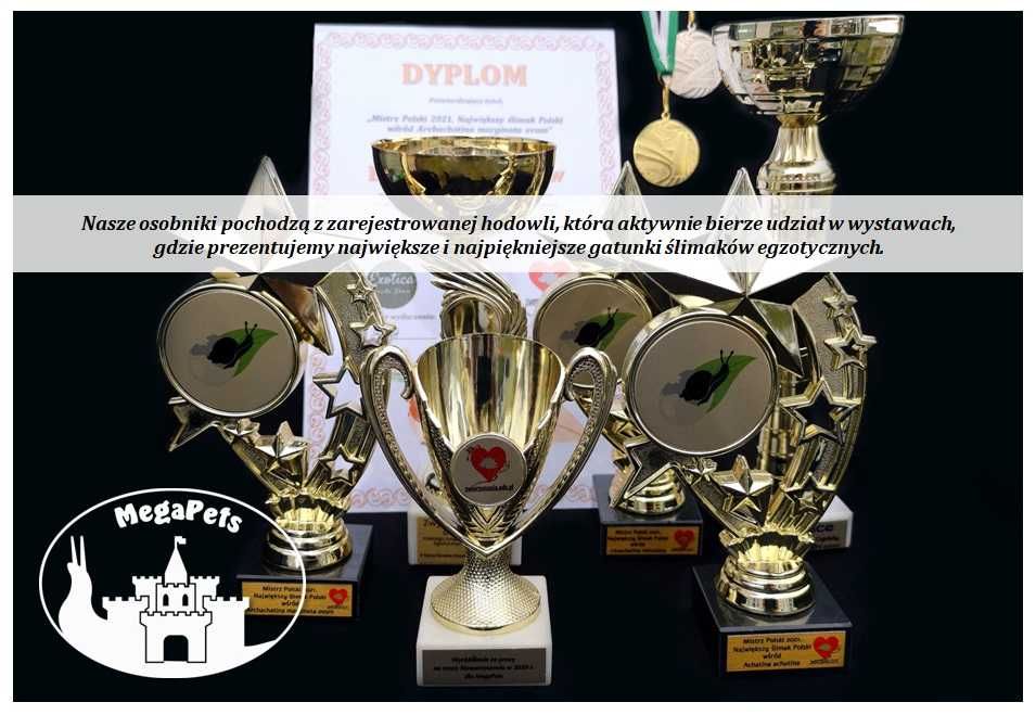 Komplet startowy 20L Ślimaki afrykańskie Lissachatina Archachatina