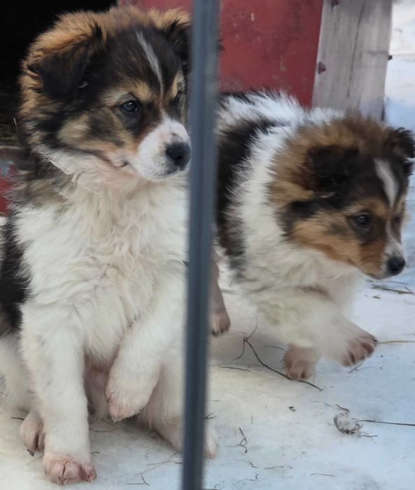 Oddam za darmo pieski