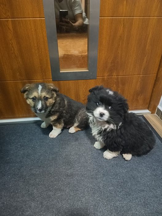 piesek suczka  szczeniak