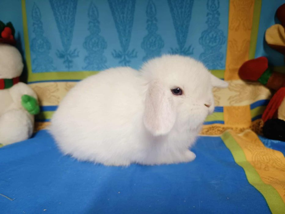 Sprzedam króliczki mini loop mini lop