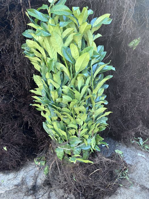 laurowisnia mrozodoprona novita caucasica sadzonki 50-80 cm