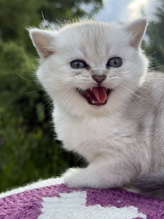 Скоттиш страйт, окрас серебристая шиншилла