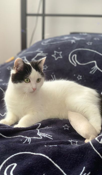 Київ. Киця шукає дім