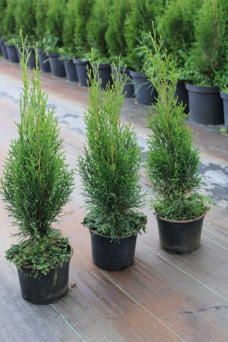 Tuja szmaragd HURT!!! 40cm-60cm