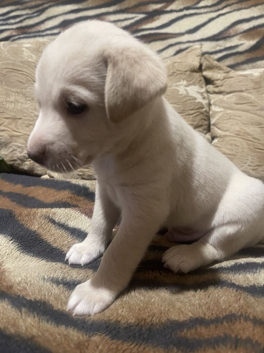 Дуже гарне цуценя