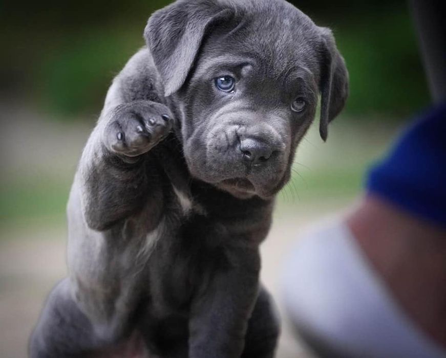 Дівчинка 2 місяці, сіра КСУ