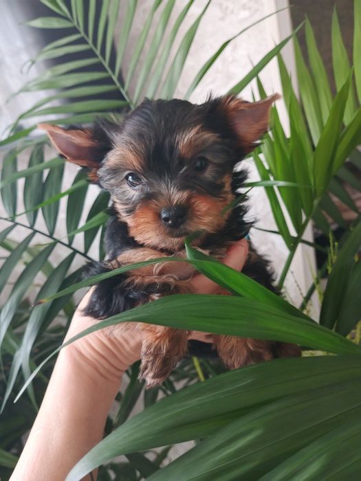 Привитые родословные йорики