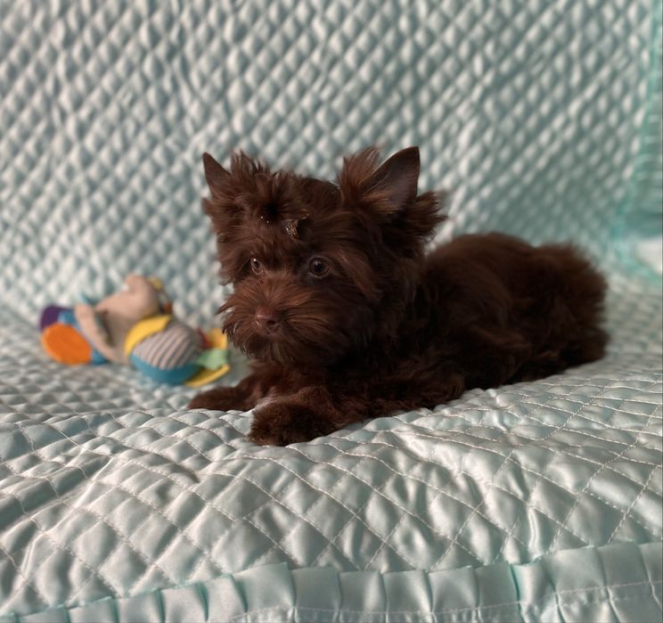 Йорк шоколадний хлопчик