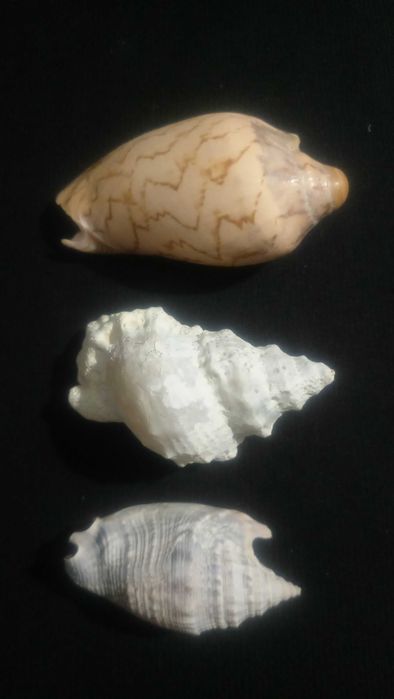 Ракушки 9шт.Аквариум,декор.