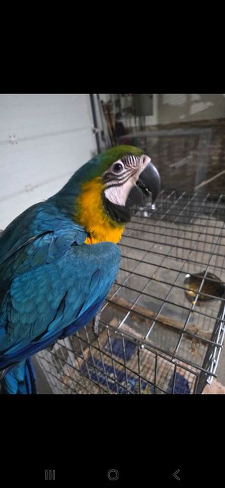 Araras azuais e amarelas