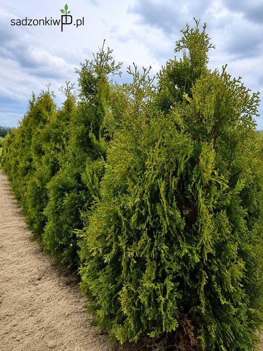 Tuja | Tuje | Tujki | Thuja occidentalis | Micky | P9 | 20-30 cm |  mocno ukorzeniona sadzonka