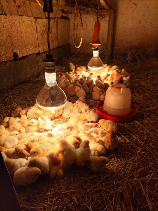 Jajka Jaja lęgowe, NIOSKI, BROJLERY, kaczki PEKIN mięsne