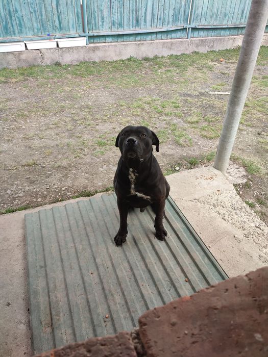 Пес Кане корсу ,самець в'язка