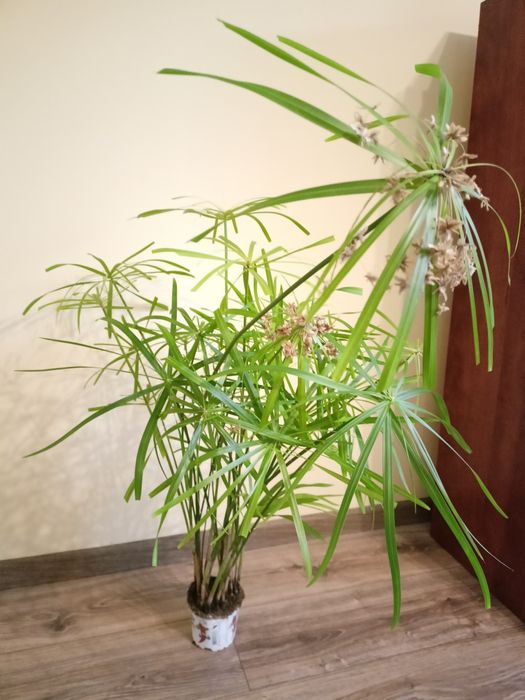 Papirus Cibora -kwitnący -sadzonka 100 cm -kwiat doniczkowy