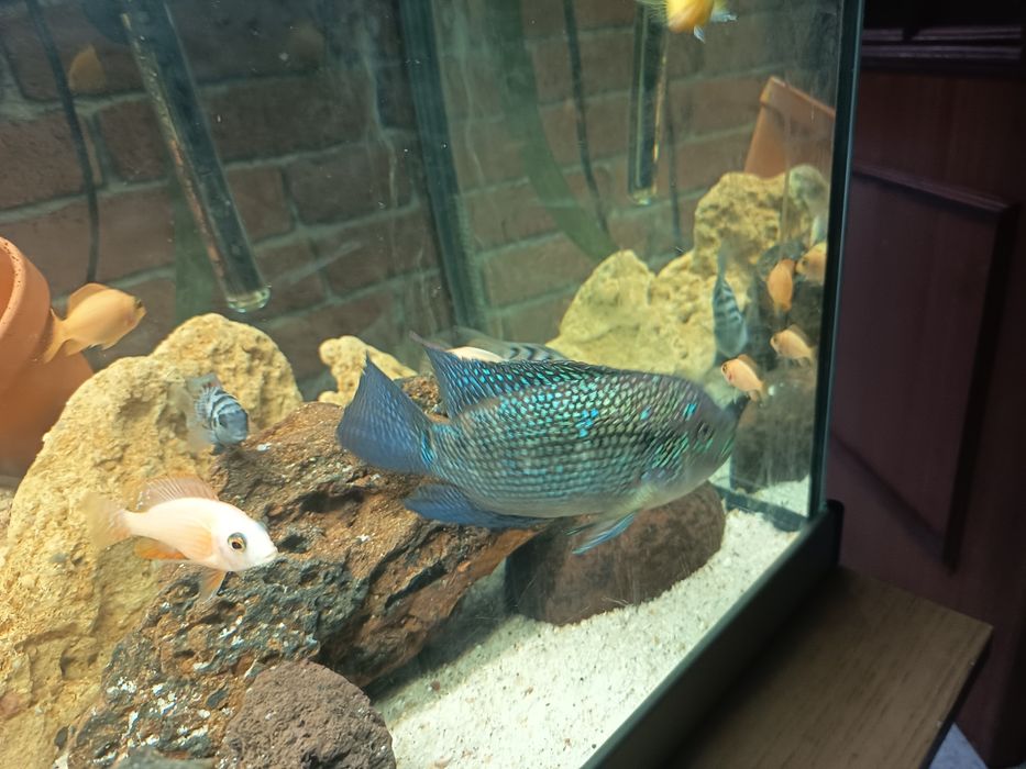 Peixe Ciclídeo Jack Dempsey 17cm venda ou troca