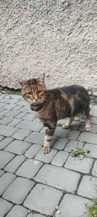 Красунчик у пошуку родини