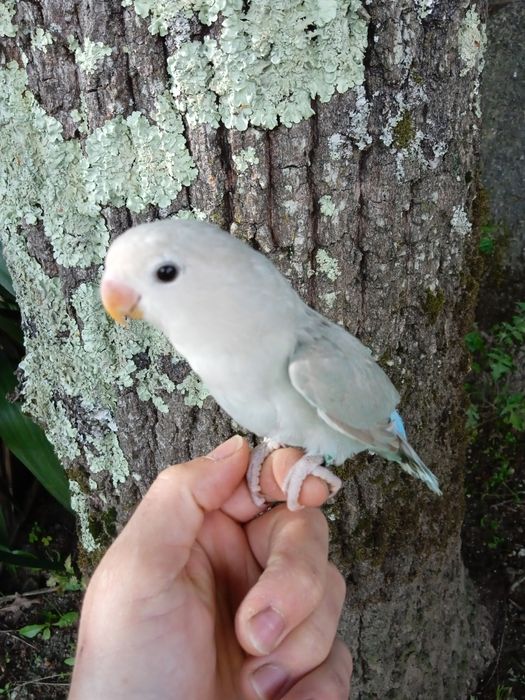 Agapórnis Domesticados