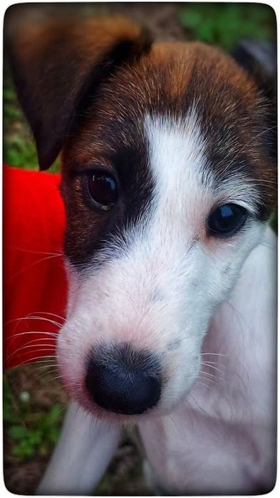 Fox Terrier de Pêlo Liso