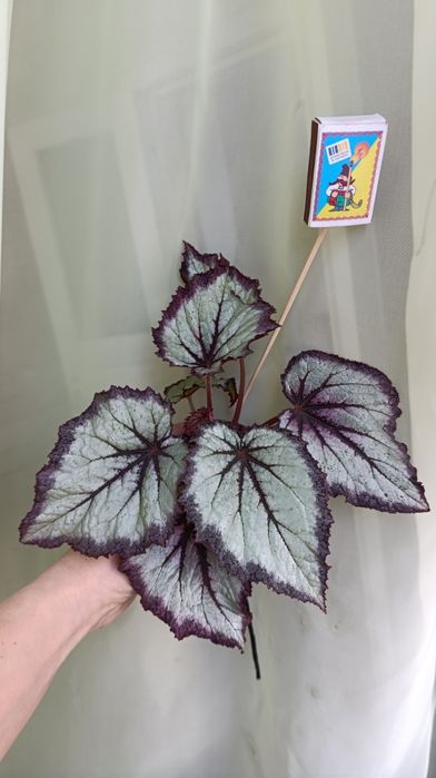 Бегонії дорослі різних сортів. 3 рослини 370 грн