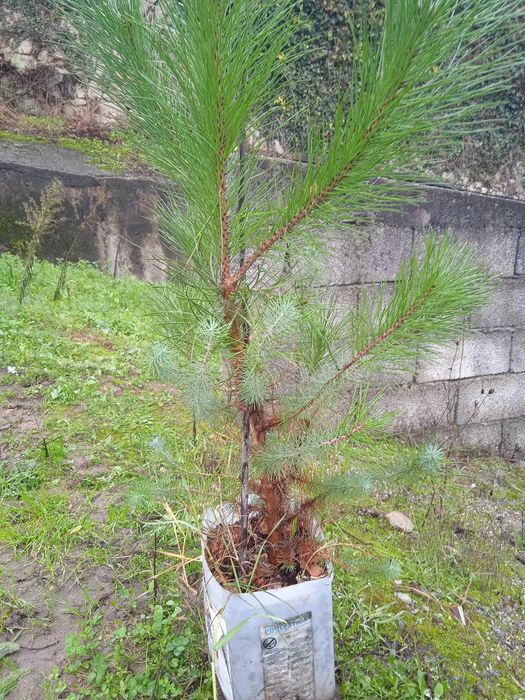 Pinheiros Mansos (Pinus pinea)
