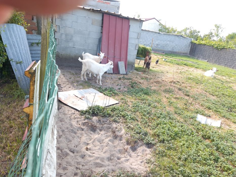 Vendo 2 cabritos ou troco