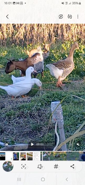 Vende- se pato branco ou preto