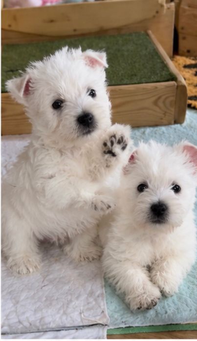 West Highland White Terrier ZKwP - szczeniak piesek Perfect Pride