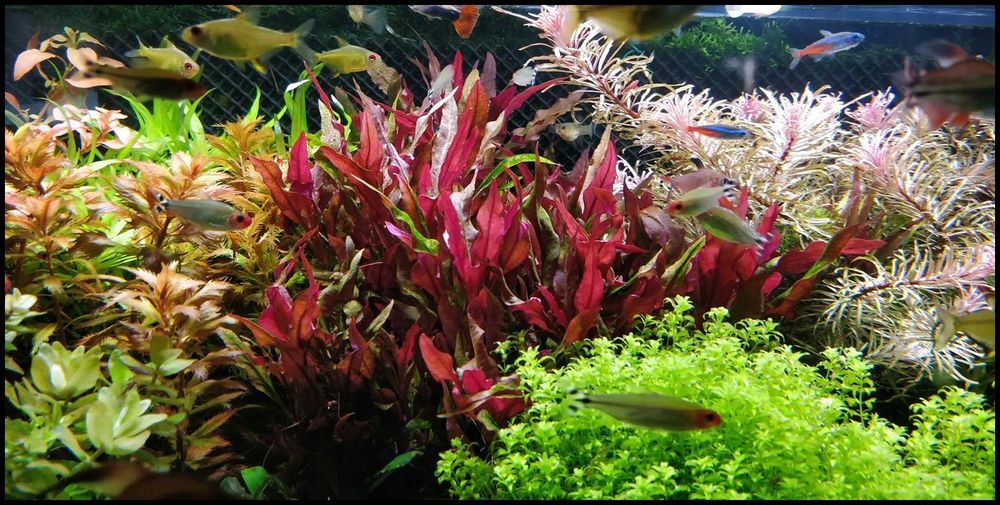 Alternanthera Splendida - Duże sadzonki