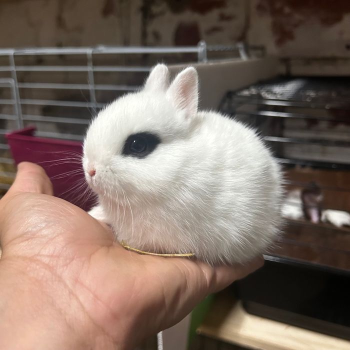 Coelhos Anões Netherland Dwarf