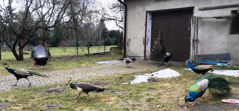 Na sprzedaż piękne pawie