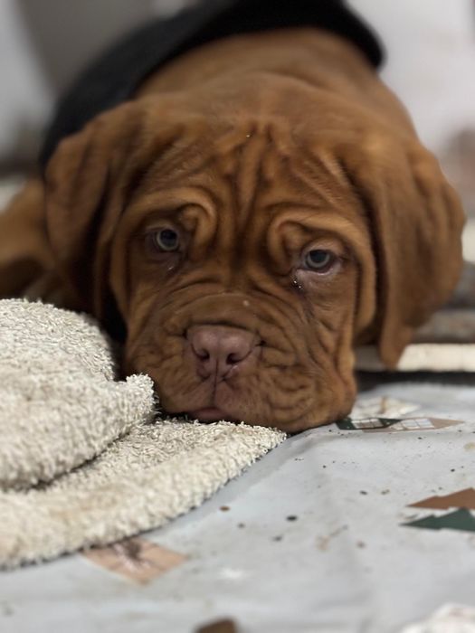 Dogue bordeaus menina