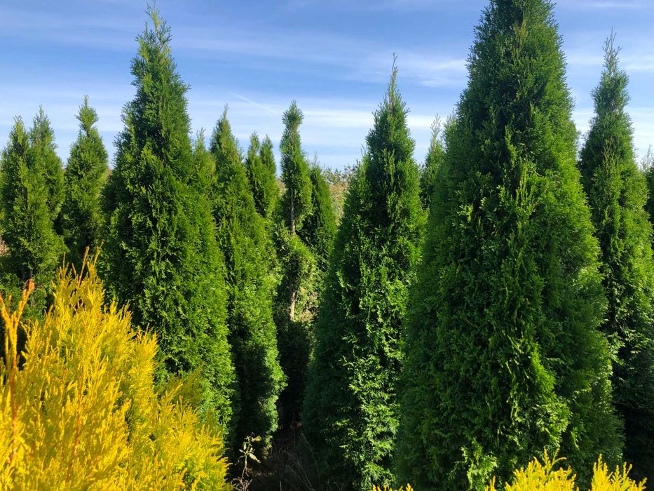 Tuja szmaragd, tuje od 80 do 250 cm! Thuja brabant do 270!