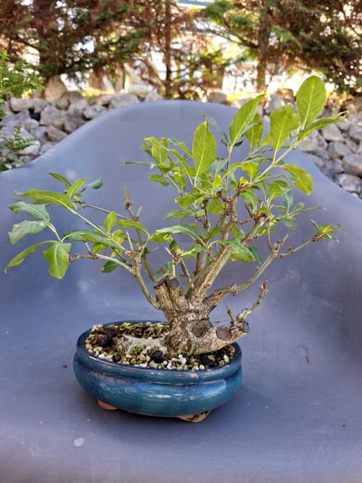 Bonsai Euonymus Europea
