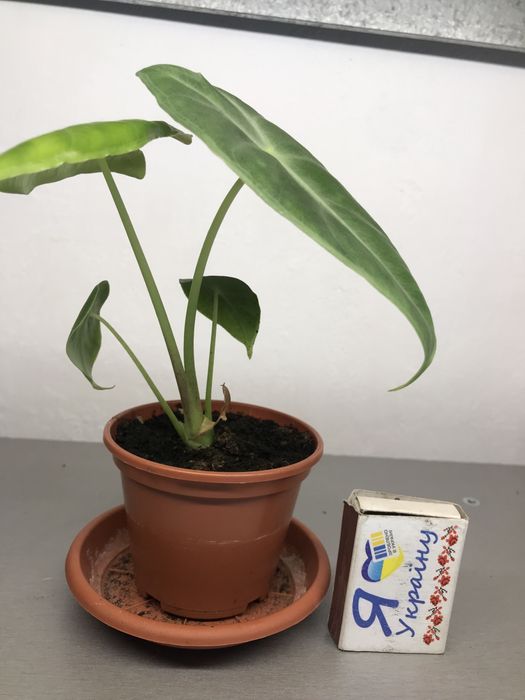 Продам алоказію sp