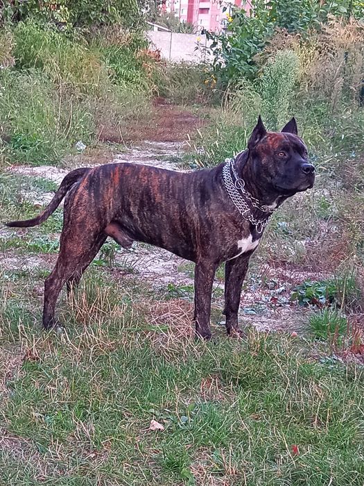 Вязка. Шикарний хлопчик СТАФ для вязки!