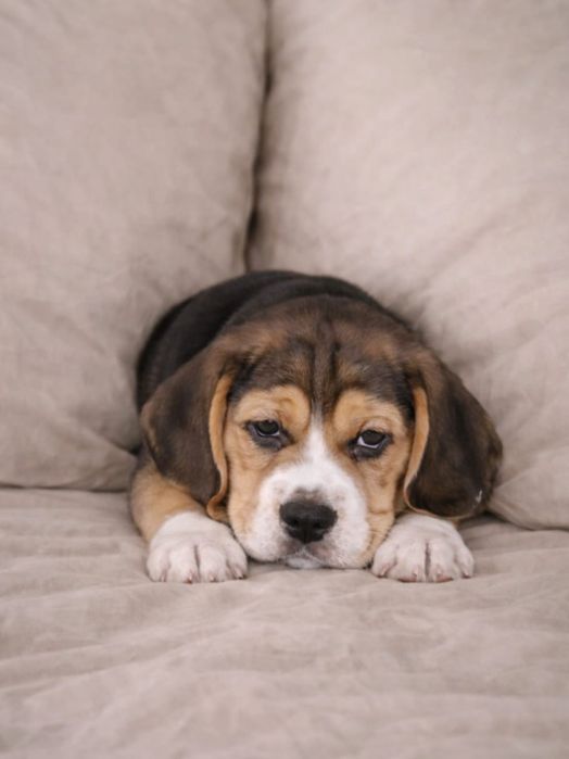 Бігль дівчинка. Цуценя бігля