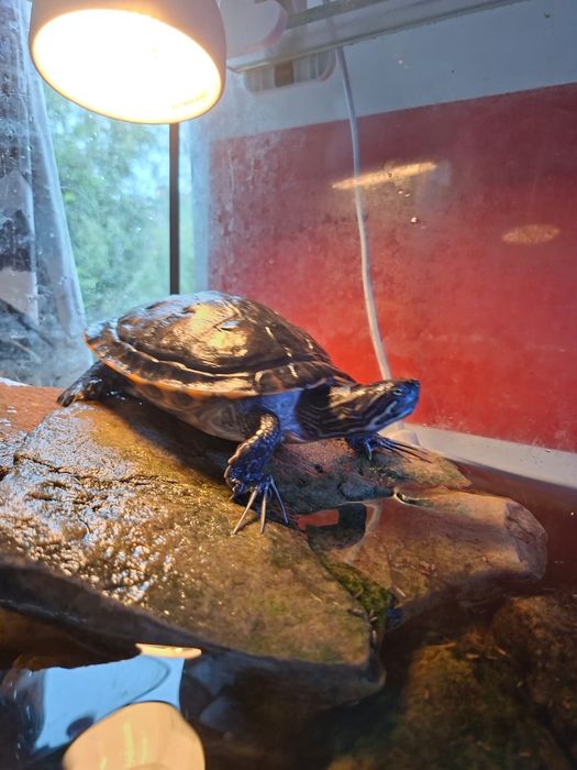 Żółw Hieroglifowy dorosły samiec NOWA CENA PRZEZ 5DNI