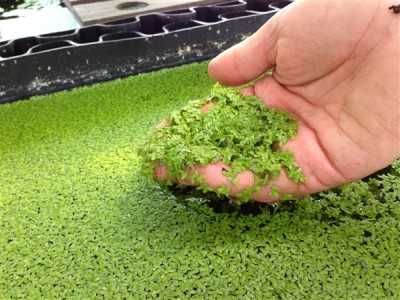 Lentilha-d'água / Duckweed - Planta Flutuante para Aquário e Lagos